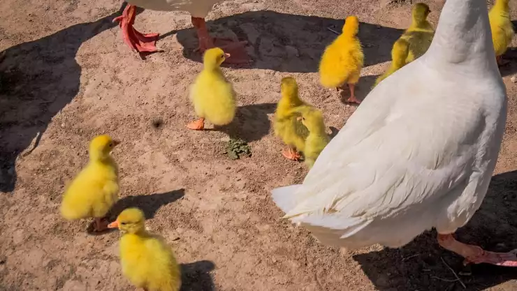 crías de ganso