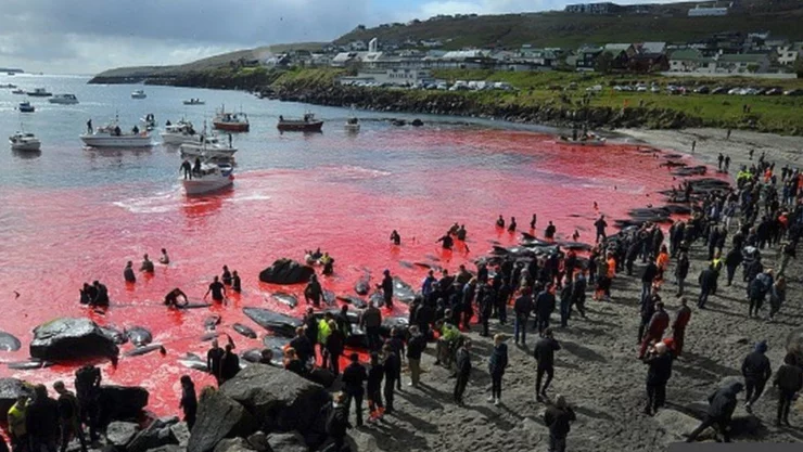 Matanza de más de mil 400 delfines en una polémica cacería en las islas Feroe