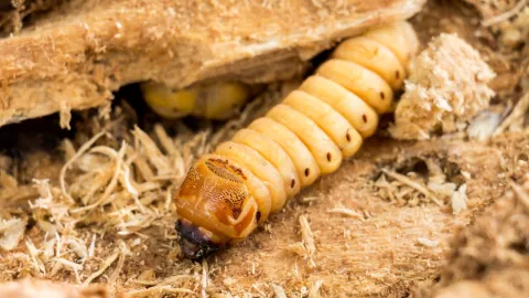 Secretaría de Salud explica tratamiento de personas con gusano barrenador