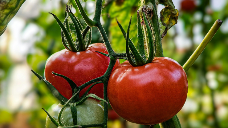 Planta de tomates