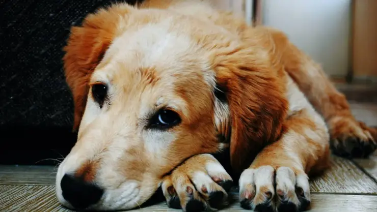 Queman a perro vivo