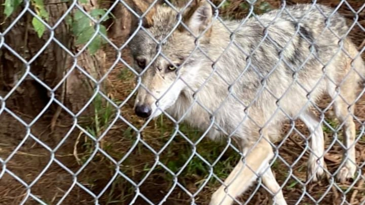 lobo-parque-tenango.jpg