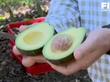 El aguacate mexicano en la fiesta del Super Bowl 2026