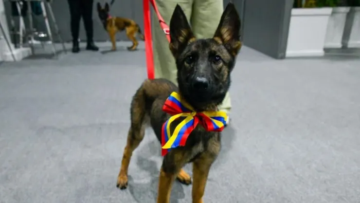 La perrita Laika llega a México para unirse al Ejército