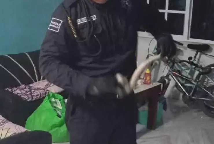 Enorme serpiente causó susto en una familia; se trata de una boa