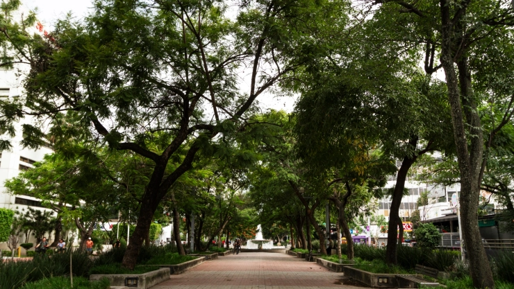 Perfecto: este es el árbol ideal para tener sombra en tu banqueta sin dañar el suelo