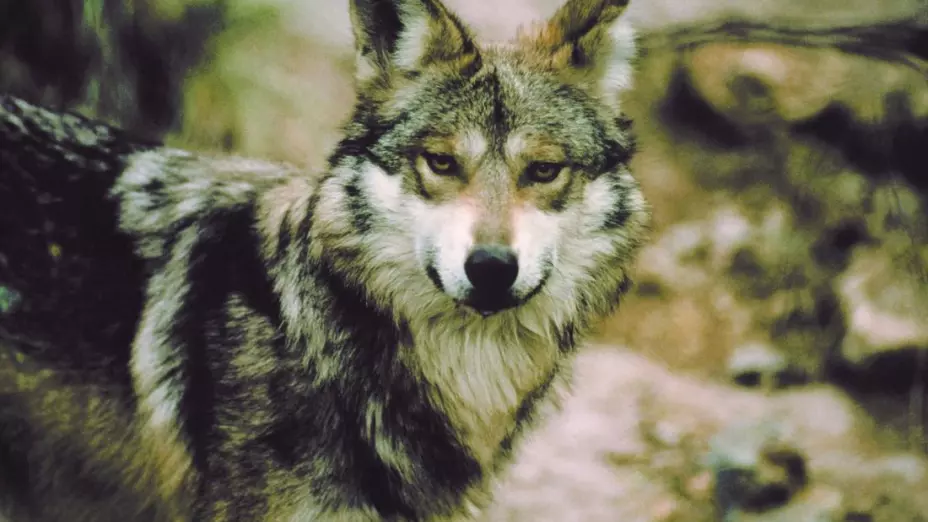 lobo gris.jpg