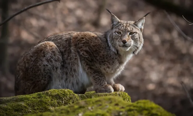 lince