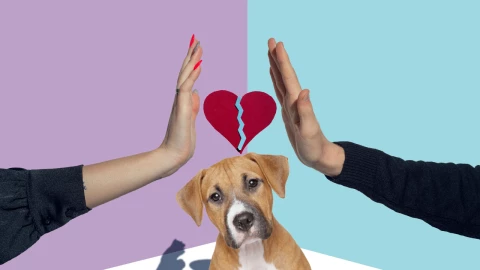 ¿Qué pasa con las mascotas en un divorcio de pareja_ Esto dice la ley-1.jpg