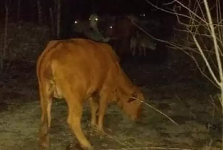 Fuerte accidente por vacas sueltas en Telchac