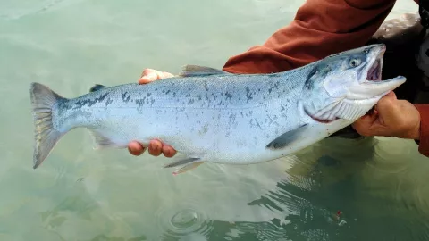 salmones