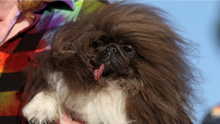 Wild Thang: el perro más feo del mundo