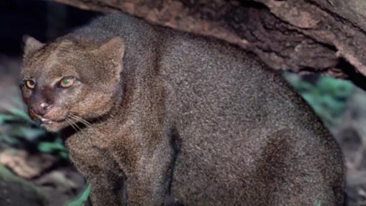 jaguarundi
