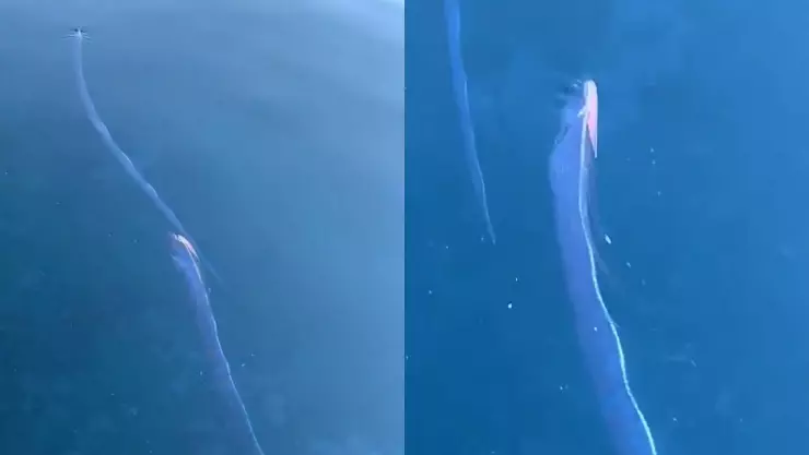 Preces del juicio final, peces remo