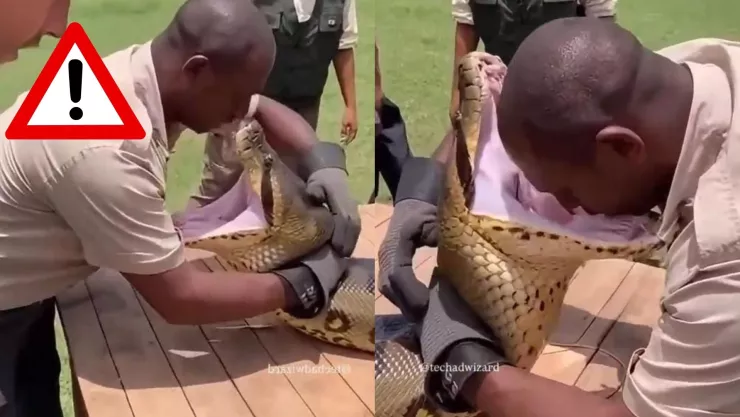 VIDEO FUERTE: ¿Es real? Así fue como un hombre es devorado por una serpiente gigante 