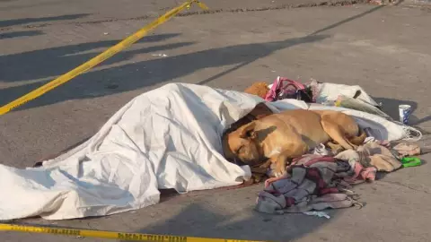 Tras la muerte de su dueño e el Metro de la CDMX, rescatan a perrito