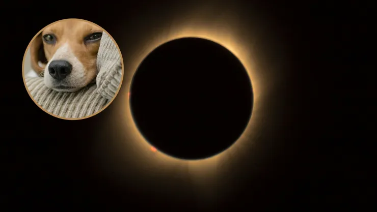 Eclipse solar 2024: ¿Cómo proteger a tus mascotas durante el fenómeno?