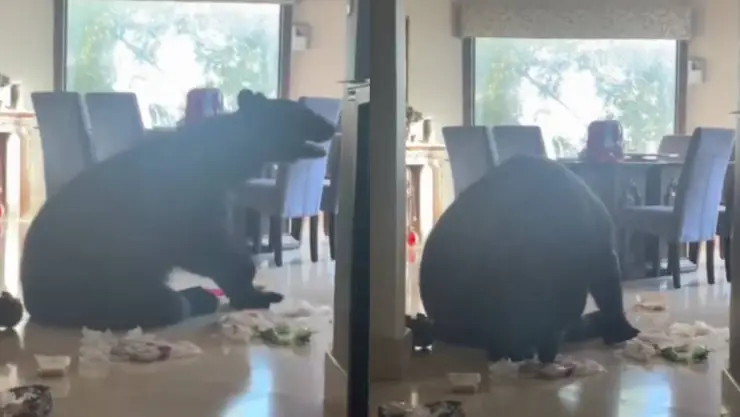 ¡ATRAPENLO! Oso SORPRENDE a una familia en Monterrey y se roba TODA la comida (VIDEO)