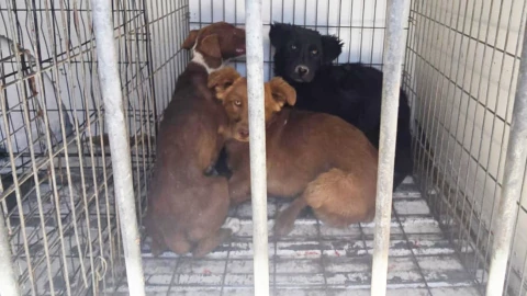 rescatan perros ciudad juárez.jpg