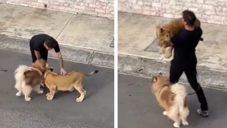 Leona Alvarado Veracruz perro