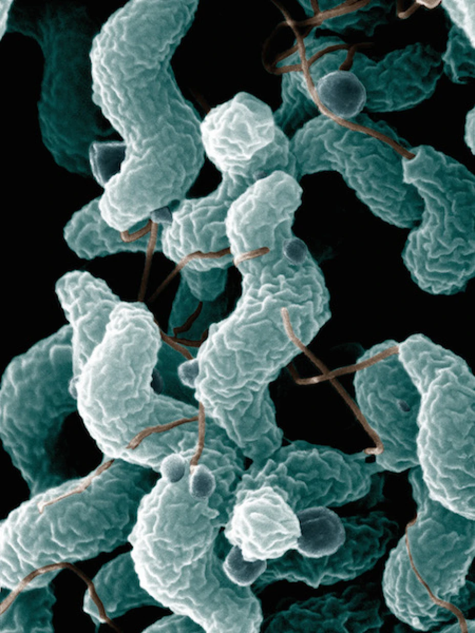 bacterias1.jpg