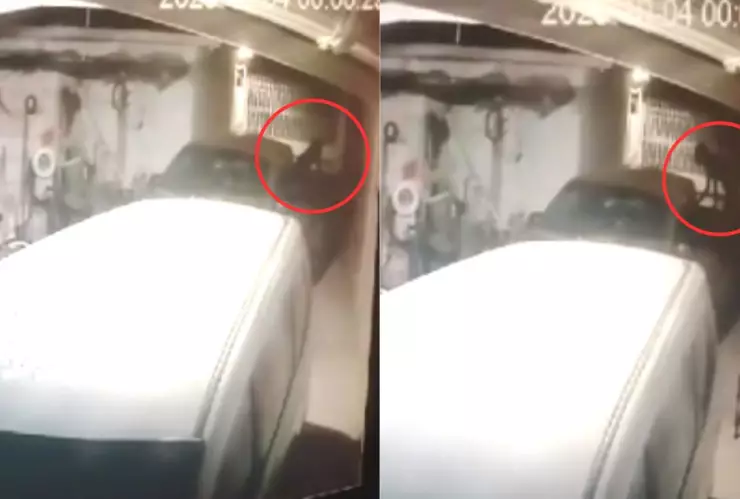 Captan a nahual en cámara