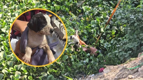 Rescatan a perro en Arroyo Moreno