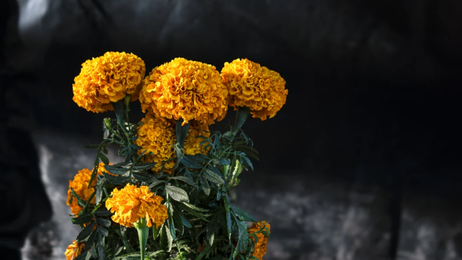 ¿Qué difuntos vienen hoy 30 de octubre?