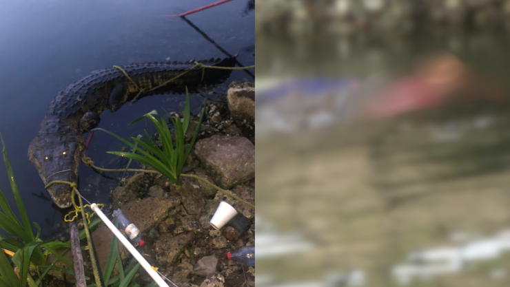 Mujer murió tras ser atacada por un cocodrilo