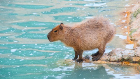 Capibara multas