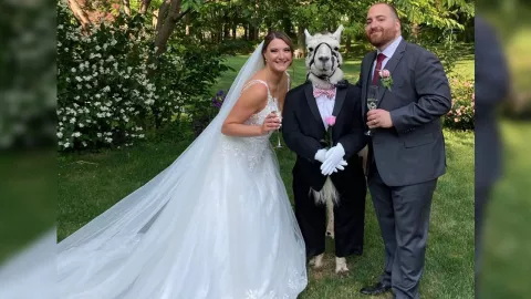 Llama vestido con esmoquin es padrino de boda en Nueva York.