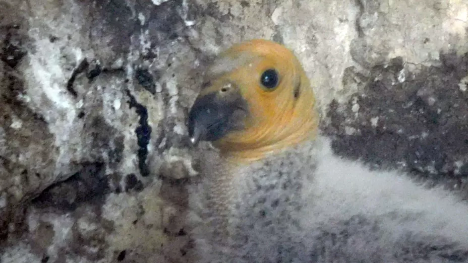 Nacen dos crías cóndores de California en Chapultepec.jpg