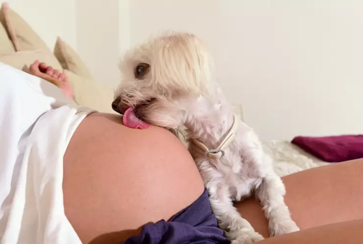 ¿Los perros pueden saber si una mujer está embarazada?.jpg