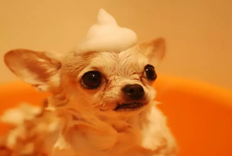 Día del Perro 2024 Cuál es can más caro del mundo