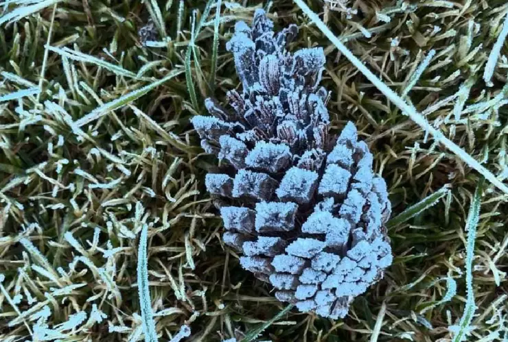 Prevén noches frías en Veracruz con probabilidad de heladas