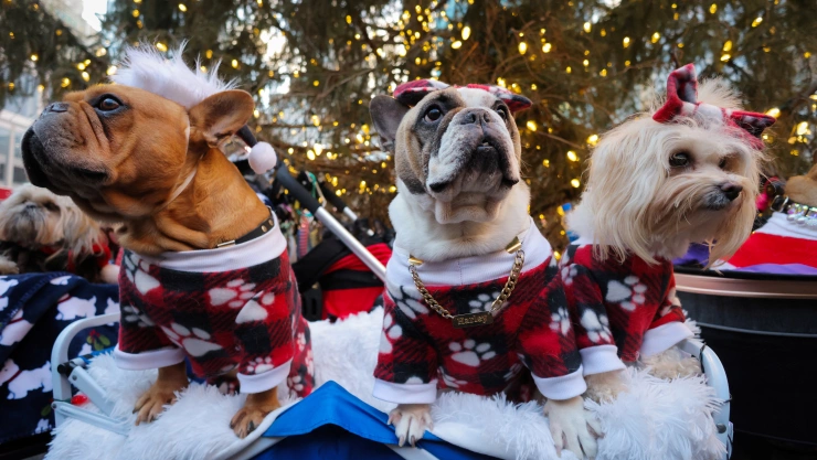España ya considera a los animales seres sintientes