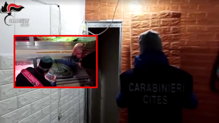 Hallan anacondas, pitones y caimán ocultos en casa de Italia; investigan tráfico ilegal.png