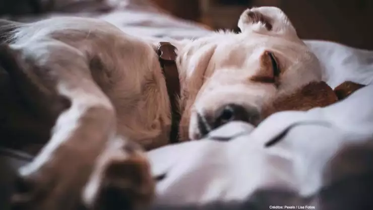 asesinan mascotas enfermera.jpg