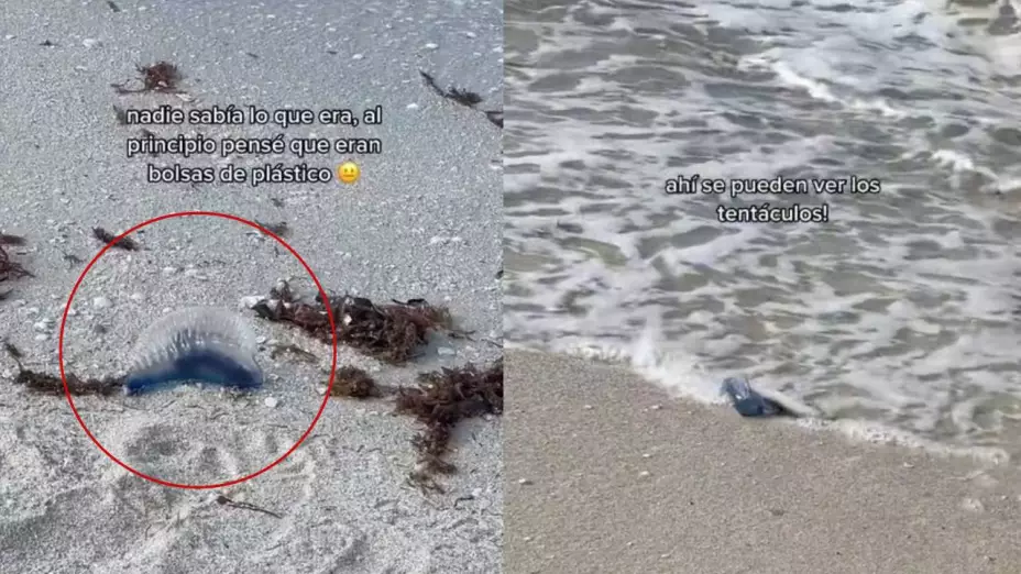 turista asustada aparicion medusa playa yucatan