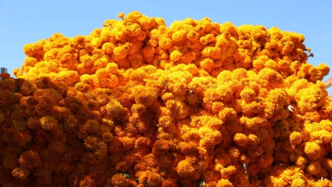 inicia producción de flor de cempasúchil