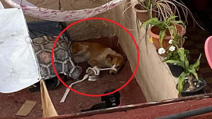 perrita maordazada cdmx