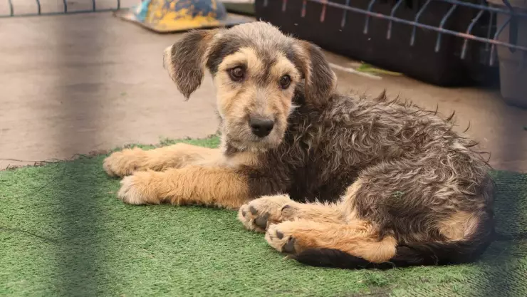 ¿Dónde puedo esterilizar a mi perro gratis en León, Guanajuato?