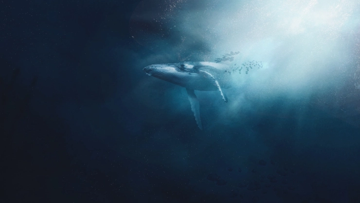 ballenas aletas mano.jpg