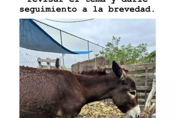 Burrita es quemada en El Huizache, Cadereyta, Querétaro