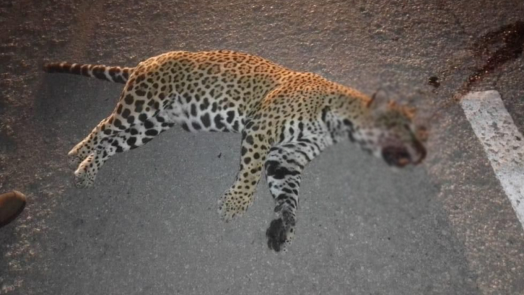 Atropellan a Jaguar en carretera Cancún- Playa del Carmen
