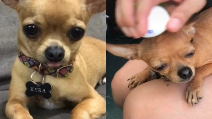 LE HACEN LIMPIA A PERRITA