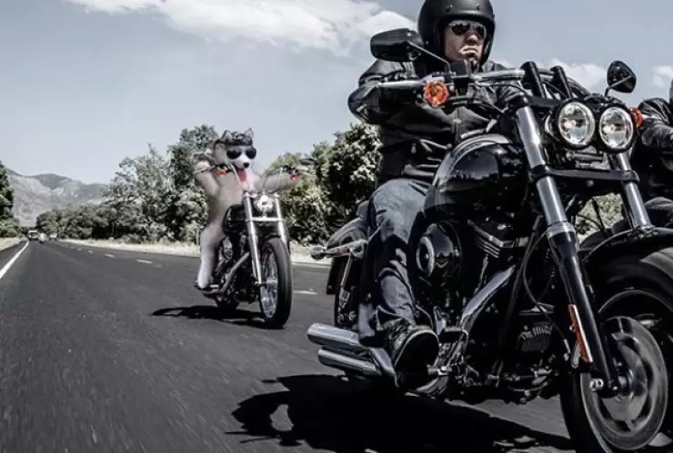 Perrito husky memes.jpg