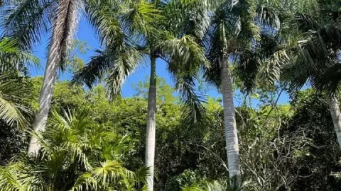 Palma o palmera