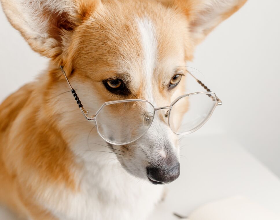 perrito palabras
