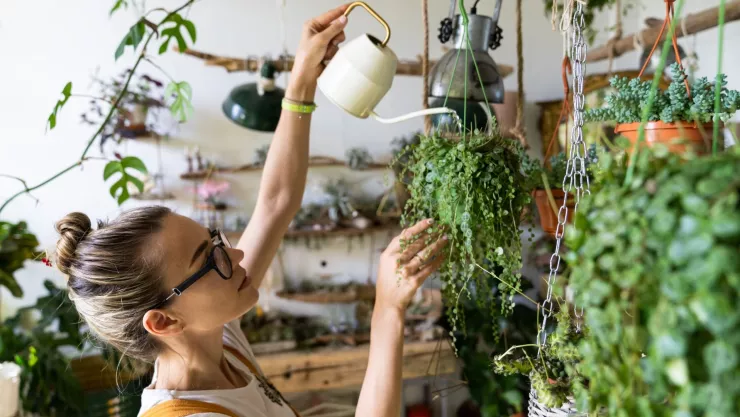 Estas plantas no requieren tanto riego y son perfectos para quienes no tienen tiempo